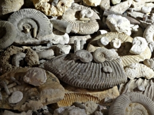 fossils-1130208_1920